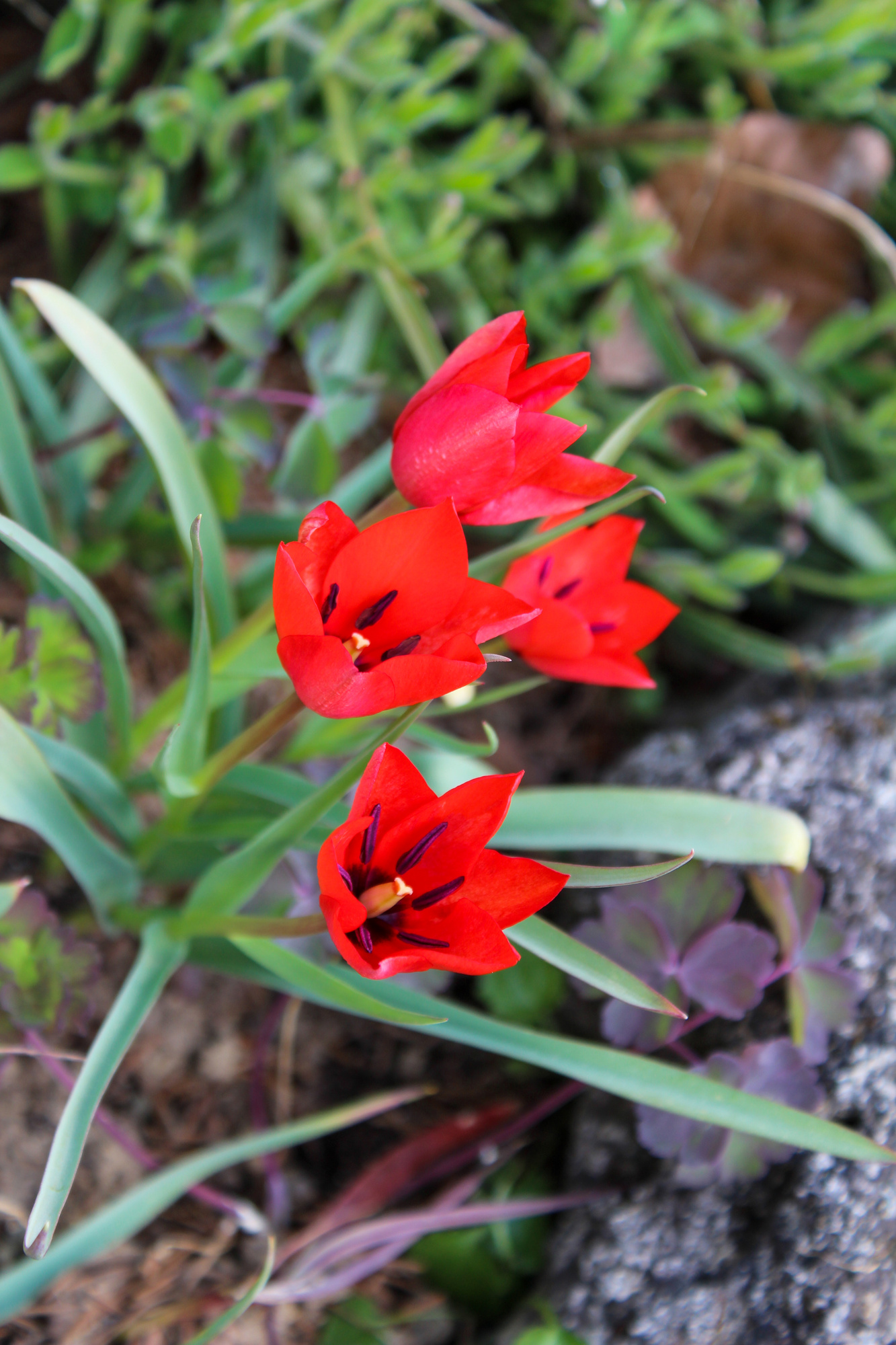 Botanische Tulpen T. wilsoniana