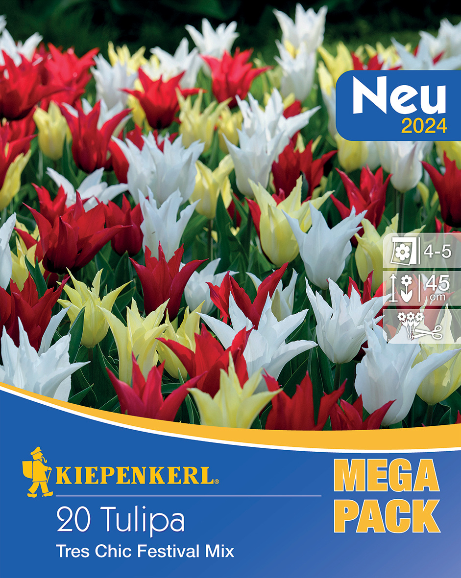 Mega-Pack Lilienblütige Tulpen Chic Mix